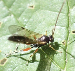 Itoplectis maculator