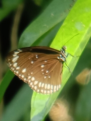 Euploea core