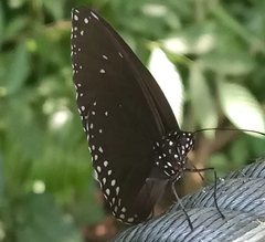 Euploea klugii erichsonii