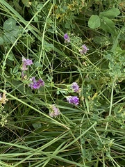 Astragalus onobrychis