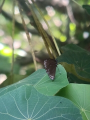 Euploea klugii erichsonii