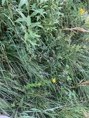 Astragalus onobrychis
