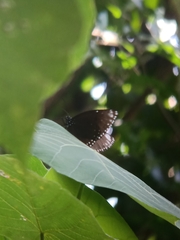 Euploea klugii erichsonii