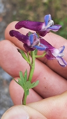 Corydalis conorhiza