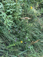 Astragalus onobrychis