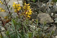 Odontites linkii cyprius