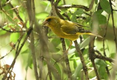 Chloris chloris aurantiiventris