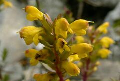 Odontites linkii cyprius