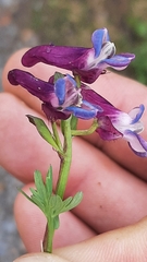 Corydalis conorhiza