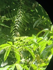Graphium agamemnon