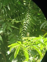 Graphium agamemnon