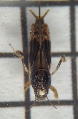 Neotridactylus