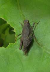 Coptotettix capitatus