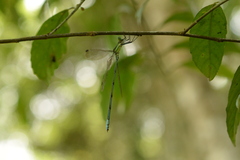 Orolestes selysi