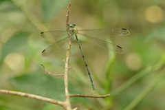Orolestes selysi