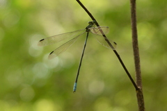 Orolestes selysi