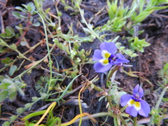 Porterella carnosula