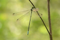 Orolestes selysi