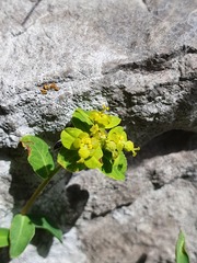 Euphorbia hyberna