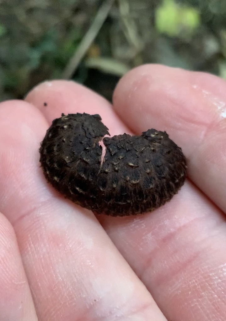 New Zealand shiitake from York Bay, Lower Hutt, New Zealand on June 16