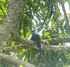 Phaenicophaeus tristis