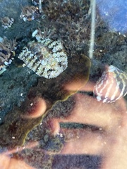 Sypharochiton