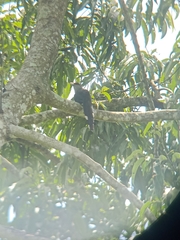 Phaenicophaeus tristis