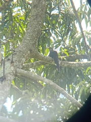 Phaenicophaeus tristis