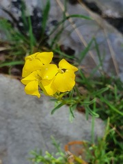 Erysimum duriaei