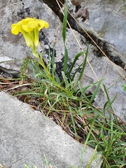 Erysimum duriaei