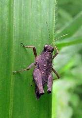 Coptotettix capitatus