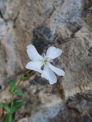 Petrocoptis glaucifolia