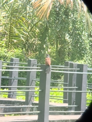 Centropus sinensis