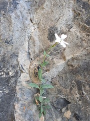 Petrocoptis glaucifolia