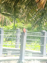 Centropus sinensis