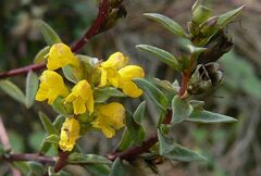Odontites linkii cyprius
