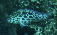 Cirrhitichthys
