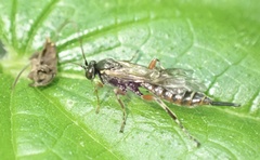 Itoplectis maculator