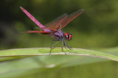 Trithemis aurora