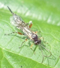 Itoplectis maculator