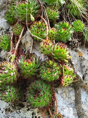 Sempervivum vicentei