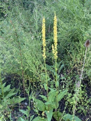 Verbascum chaixii