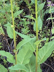 Verbascum chaixii