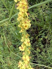 Verbascum chaixii