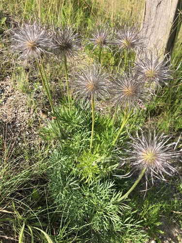 European Pasqueflower