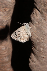 Pseudophilotes abencerragus