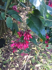Cestrum fasciculatum