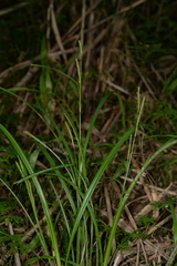 Carex sclerocarpa