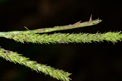 Carex sclerocarpa