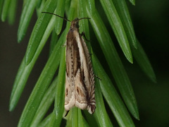 Ancylis apicella